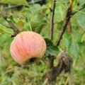 Zwergapfelbaum Maloni� Lilly�