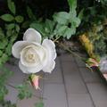 Letzte Rosen vor bl�hendem Efeu.