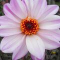Dahlie 'Bishop of Leicester' (2er Set), modif