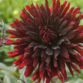 Dahlie 'Black Jack' (2er Set)