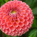 Dahlie 'Caitlin's Joy' (2er Set), modif