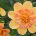 Dahlie 'Kelsey Annie Joy' (2er Set), modif