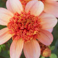 Dahlie 'Totally Tangerine' (2er Set), modif