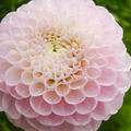 Dahlie 'Wizard of Oz' (2er Set), modif