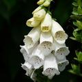 Digitalis purpurea 'Alba'