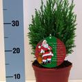 Weihnachtliche Scheinzypresse, Kegel-Scheinzypresse 'Ellwoodii' im roten Topf