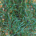 Farnbl�ttriger Faulbaum 'Asplenifolia'