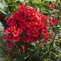 Phlox paniculata Flame-red, Staude, P�ppel
