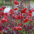 Geum Hybride Flames of passion, Staude, P�ppel