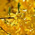 Forsythien x intermedia 'Week-End'