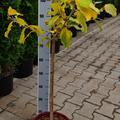 Rubinrote Zaubernuss 'Rubin' - St�mmchen