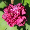 Hibiskus, Eibisch 'French Cabaret Red'� (Hibiscus syriacus 'French Cabaret Red')