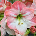 Hippeastrum Apple Blossom, Amaryllis