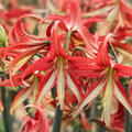 Hippeastrum La Paz, Amaryllis