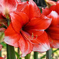 Hippeastrum, Amaryllis Stardust