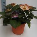 Hortensie, Tellerhortensie Hovaria� 'Love You Kiss'�