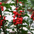 Ilex meserveae Blue Princess