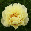 Paeonia � itoh 'Bartzella'