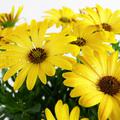 Kapk�rbchen, Kapmargerite Gelb, Osteospermum ecklonis