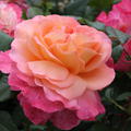 Rose Augusta Luise�