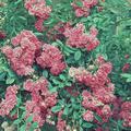viele rot-rosa Rosenbl�ten