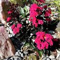 Lagerstroemia 'Double Dynamite', Kreppmyrte, Kr�uselmyrte