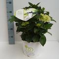 Hortensie, Ballhortensie 'Hochzeits-Hortensie'�