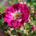 �fterbl�hende Ramblerrose Perennial Blue� 