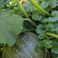�lk�rbis, Steiermarker, Cucurbita pepo var. oleifera