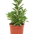 pachypodium saundersii, im 17cm Topf, H�he 45cm, Breite 25cm