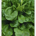 N�ssler Feldsalat 'Korbf�ller Duplex', Saatband
