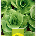 Rosettenzichorie 'Grumolo verde' sehr fr�h