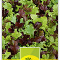 Schnittsalat Mesclun