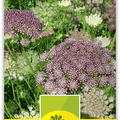 Wilde M�hre 'Papillon'
