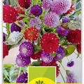 Kugelamaranth 'S�lection'