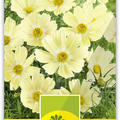 Schmuckk�rbchen 'Sunset Yellow'