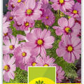 Schmuckk�rbchen 'Sonata Pink Blush'