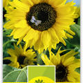 Sonnenblume 'Uniflorus'
