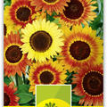 Sonnenblume 'Herbstsch�nheit'