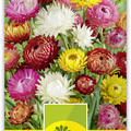 Strohblumen gef�llt