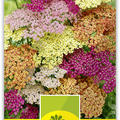 Schafgarbe 'Summer Pastell' F2