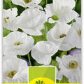 Klatschmohn 'Canto'