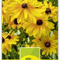 Sonnenhut 'Indian Summer'