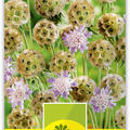 Sternskabiose 'Sternkugel'