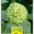 Zinnie 'Queen Lime'