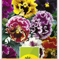 Stiefm�tterchen 'Rococo Mix'
