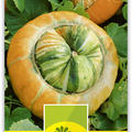 Zierk�rbis 'Kleine Bischofsm�tze'