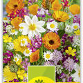 Sommerblumen niedrige Mischung