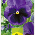 Stiefm�tterchen Weltriesen 'Schwanensee'