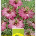 Jungfer im Gr�nen 'Persian Rose'